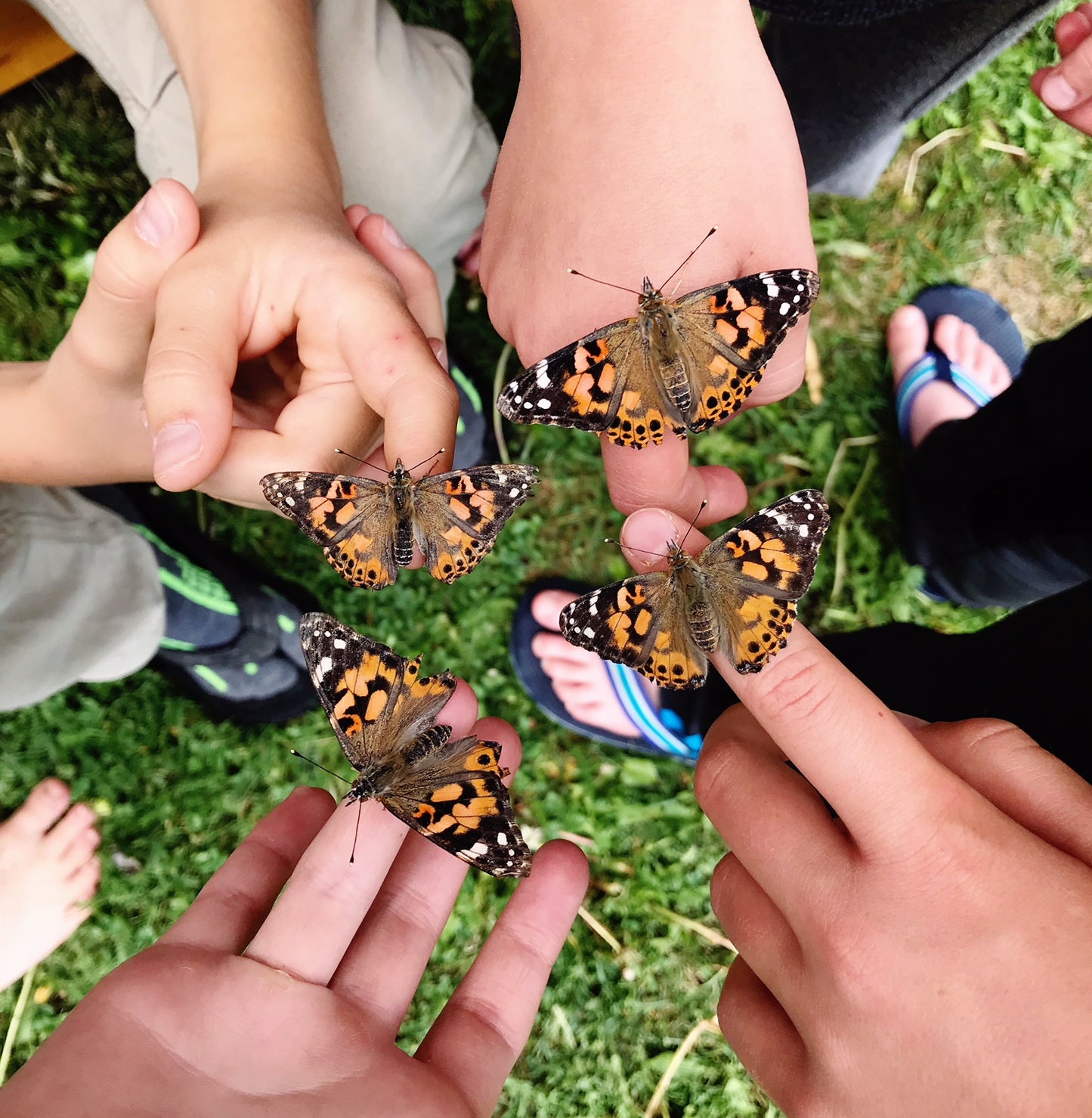 Butterfly Raising Caterpillar Kits - Pre-order today for Spring Pickup