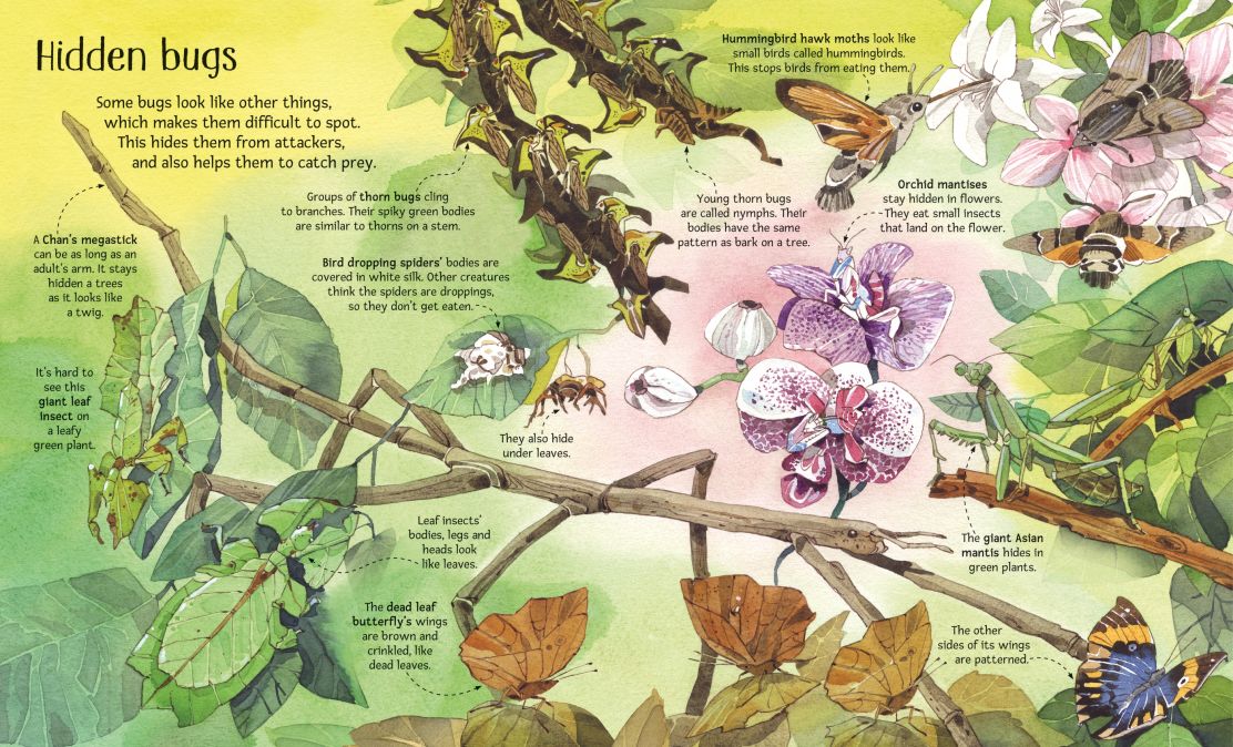 Big Book of Bugs