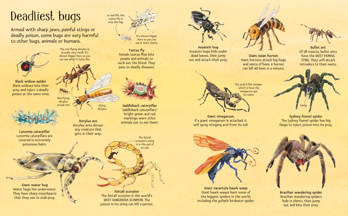Big Book of Bugs