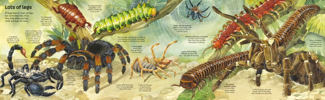 Big Book of Bugs