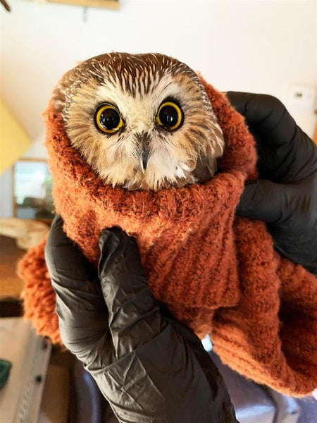 The Christmas Owl Based on the True Story of a Little Owl Named Rockefeller - Gideon Sterer,  Ellen Kalish,  Ramona Kaulitzki